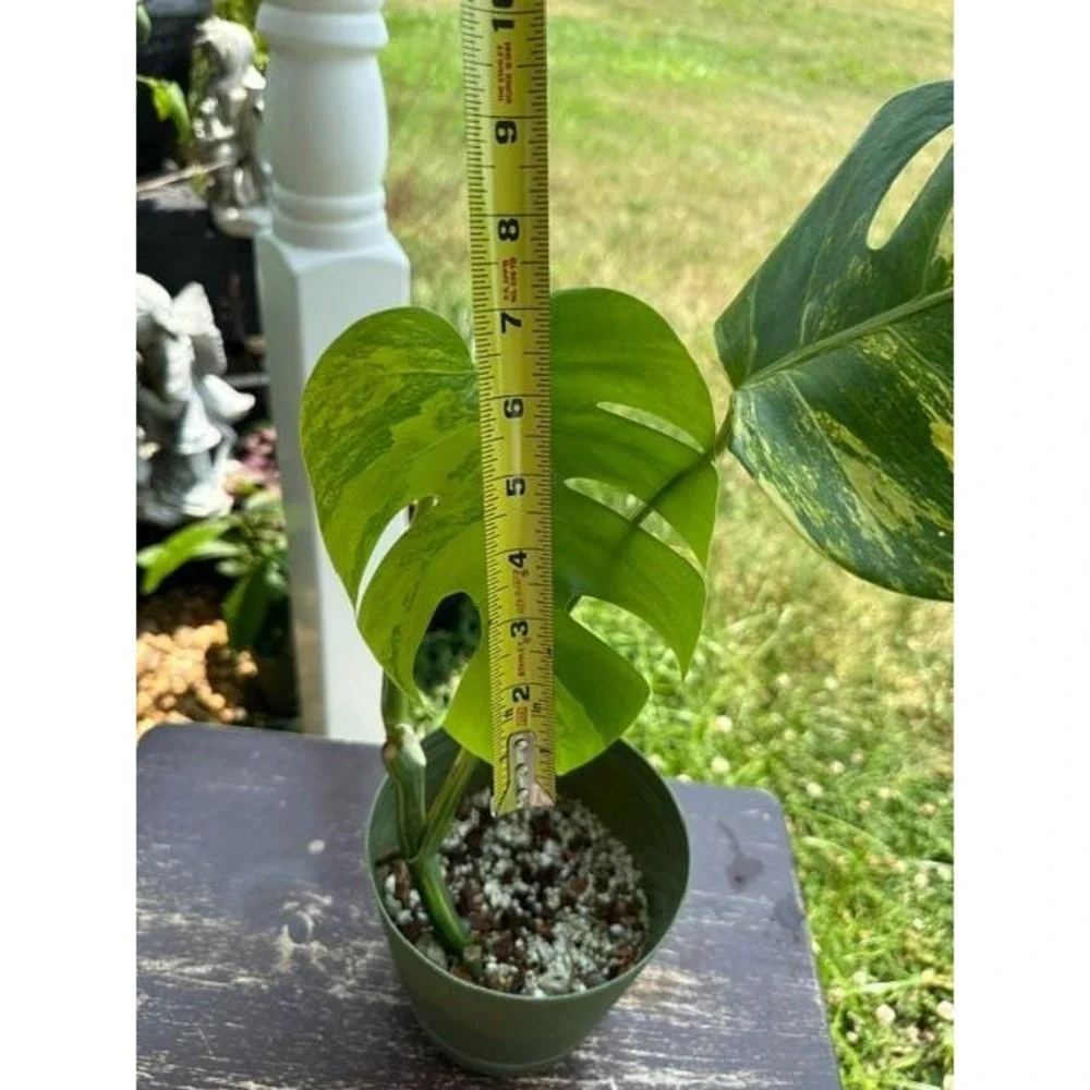 Monstera Aurea Variegated – Exact Live Rooted Plant - US Seller - A2